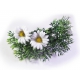 Sommerliche Blumen Haarspange mit Gänseblümchen / Margeriten - Accessoire Haarspange