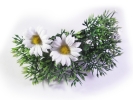 Sommerliche Blumen Haarspange mit Gänseblümchen / Margeriten - Accessoire Haarspange